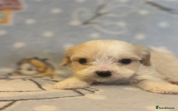 Cavapoo dogs for sale: Beautiful cavapoo pups from family home  - Advert 14