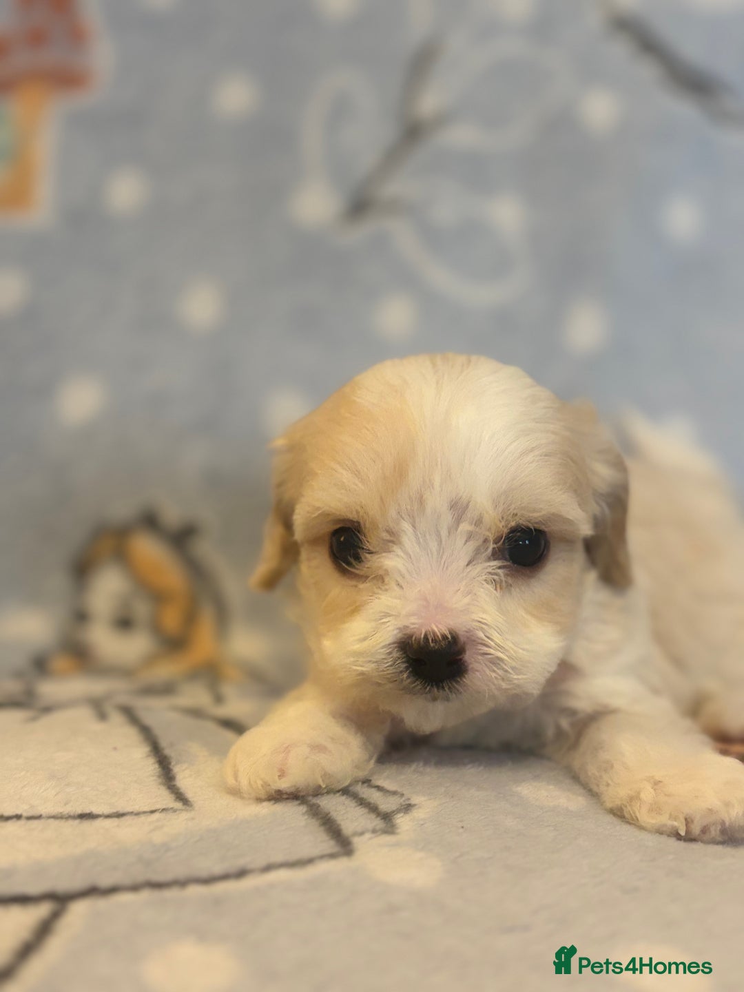 Cavapoo dogs for sale: Beautiful cavapoo pups from family home  - Advert 14