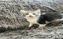Bengal cats for sale: RUSSIAN BLUE BENGLES - Image 5