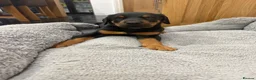 Dobermann dogs for sale: Beautiful Dobermann puppies for sale - Advert 18