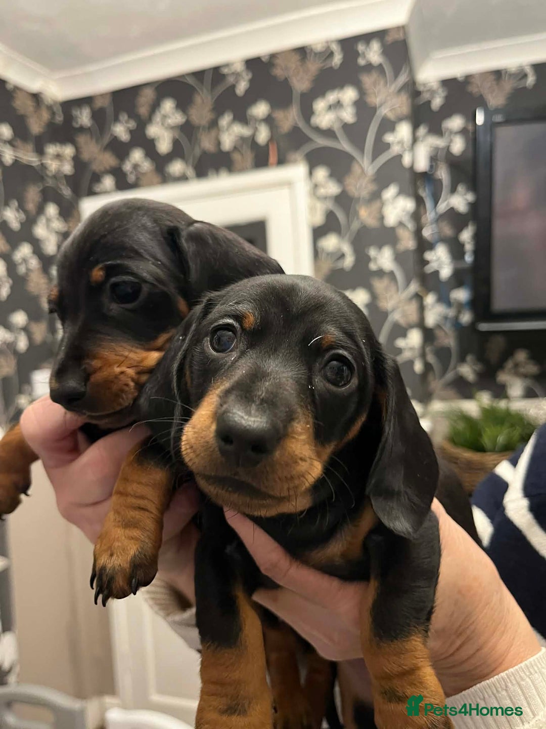 Miniature Dachshund dogs for sale: Miniature Smooth Haired Dachshunds Black & Tan  - Advert 2