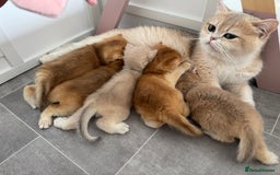 British Shorthair cats for sale: British Shorthair Golden kittens    - Image 37