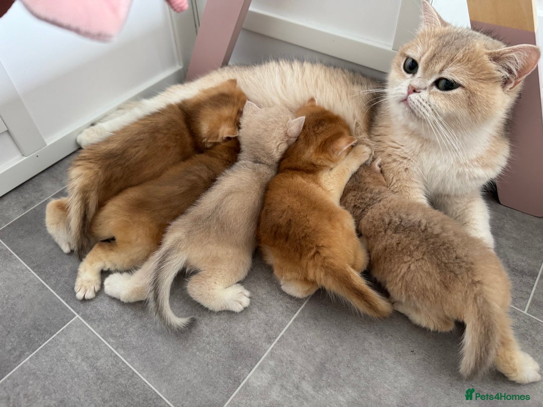British Shorthair cats for sale: British Shorthair Golden kittens    - Image 37