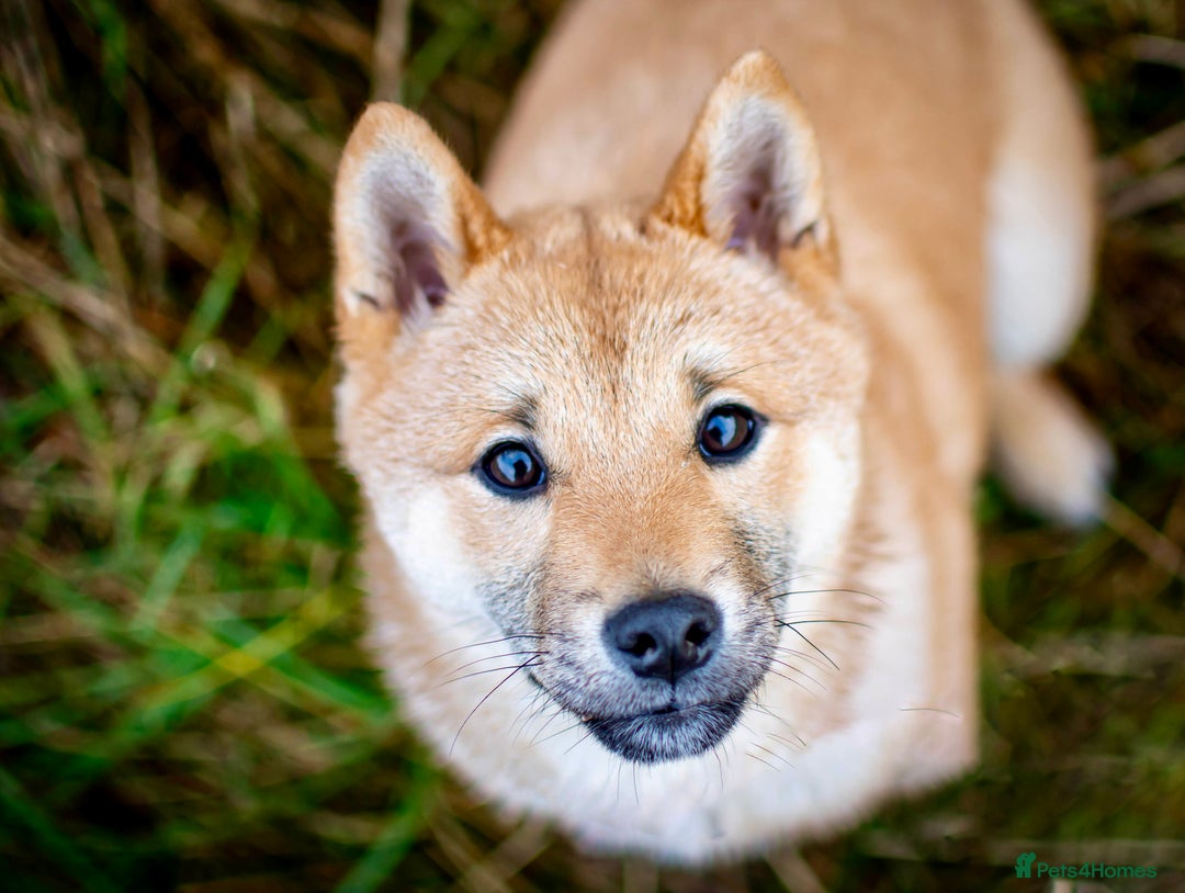 Japanese Shiba Inu dogs for sale: Shiba Inu  - Advert 2
