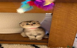 Scottish Fold cats for sale: Gorgeous Scottish Fold Kitten  - Advert 1