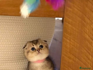 Scottish Fold cats Gorgeous Scottish Fold Kitten - Advert 1