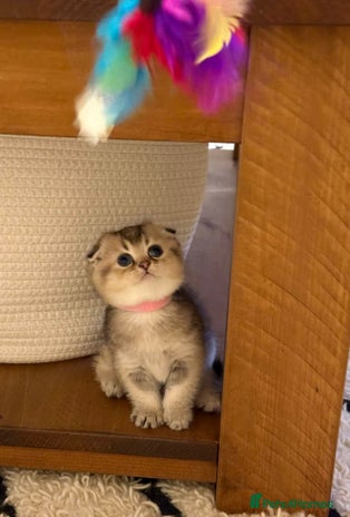 Scottish Fold cats Gorgeous Scottish Fold Kitten - Advert 4