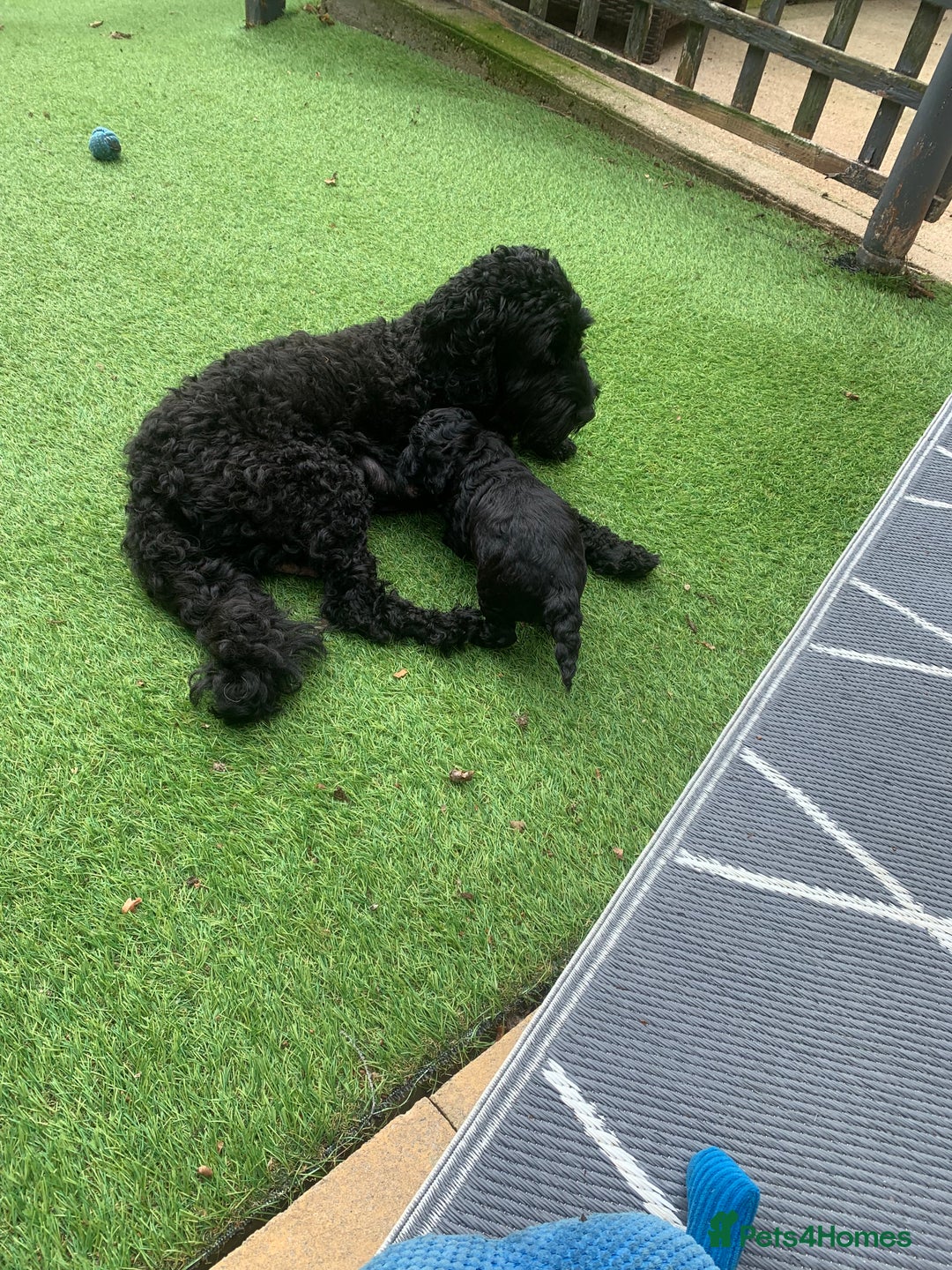 Cockapoo dogs for sale: 🐶F1B COCKAPOOS 5* HEALTHY CHECK🐶 - Image 4