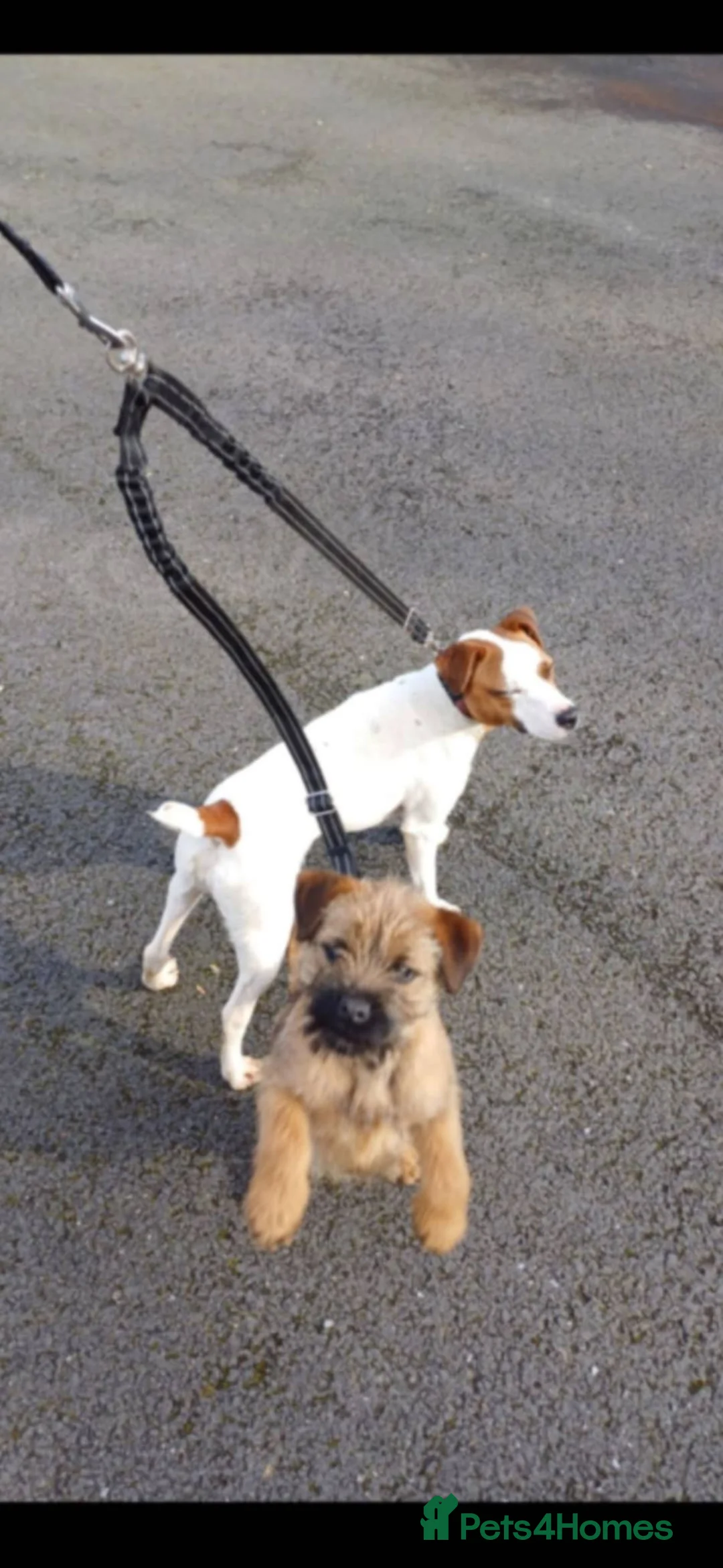 Jack Russell dogs for sale: Jack Russel pup - Advert 2