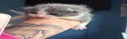 Mixed Breed cats for sale: Ragdoll X - Advert 2