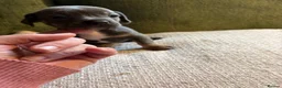 Mixed Breed dogs for sale: Miniature dachshund x French bulldog puppies  in Northampton - Advert 9
