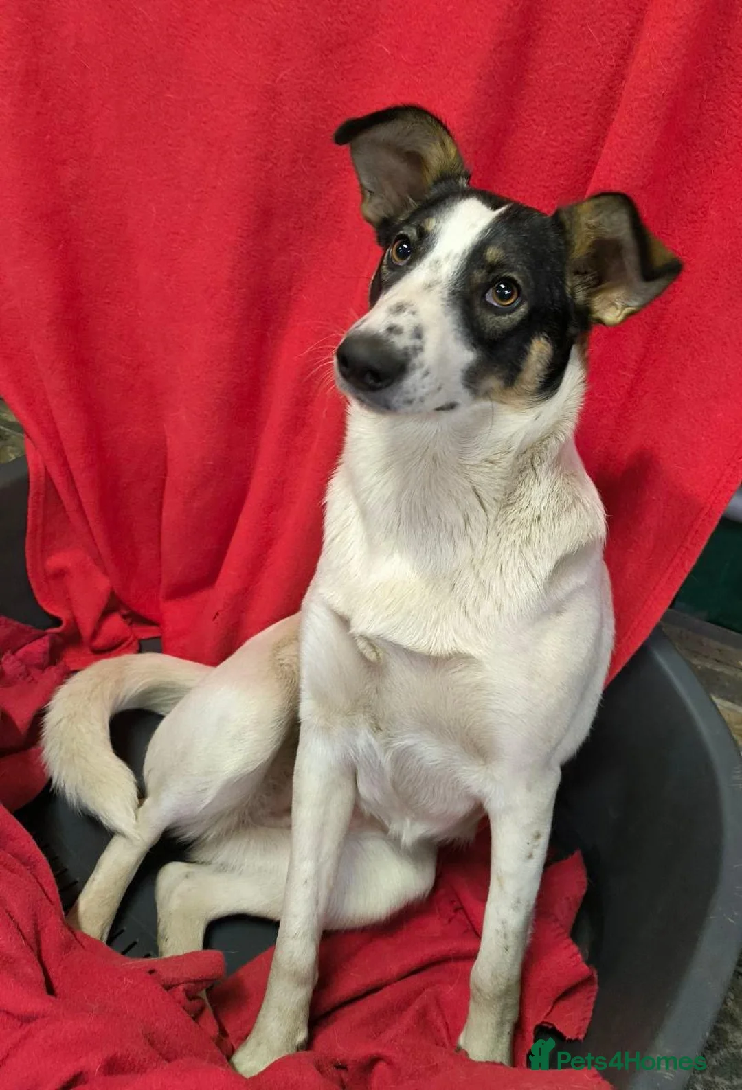 Mixed Breed dogs for adoption: ❤️🐶 JULIA - Advert 11