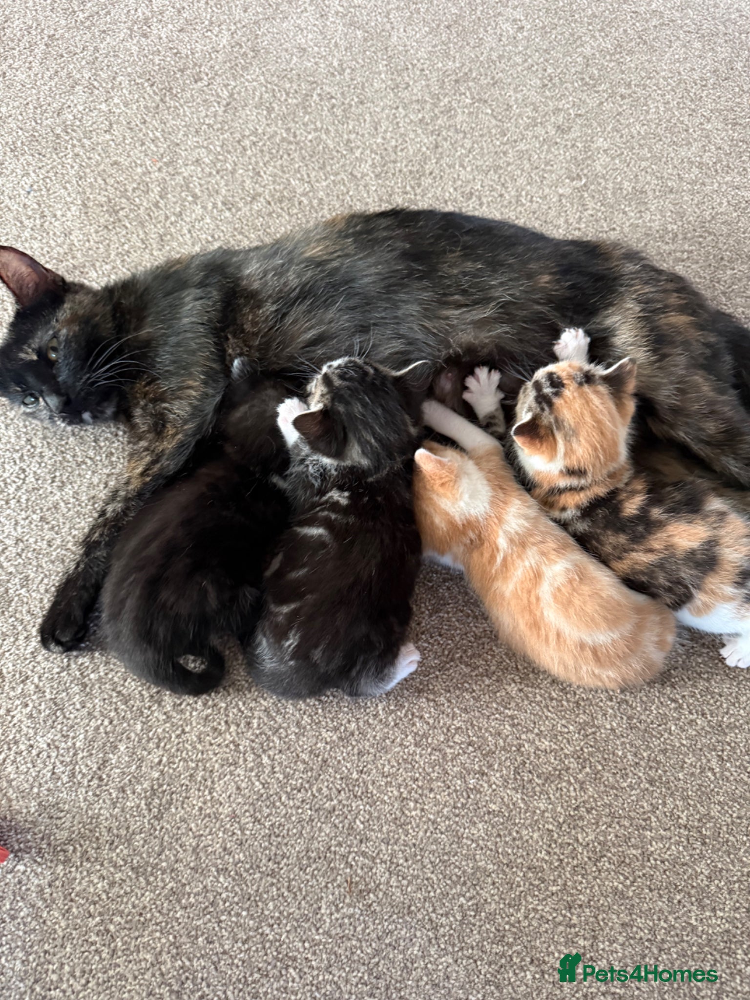 Mixed Breed cats for sale: 3 little adorable kittens - Advert 10