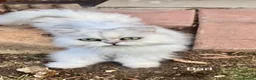 Ragdoll cats for sale: TWO RAGGDOLL-PERSIAN BOYS - Advert 2