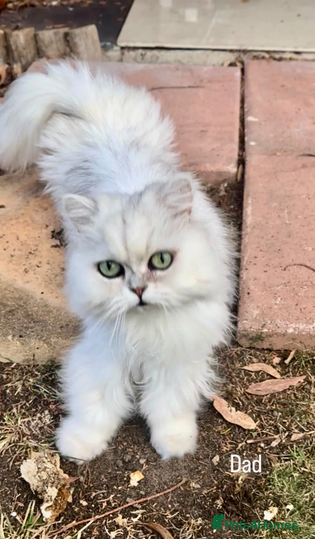 Ragdoll cats for sale: TWO RAGGDOLL-PERSIAN BOYS - Advert 2