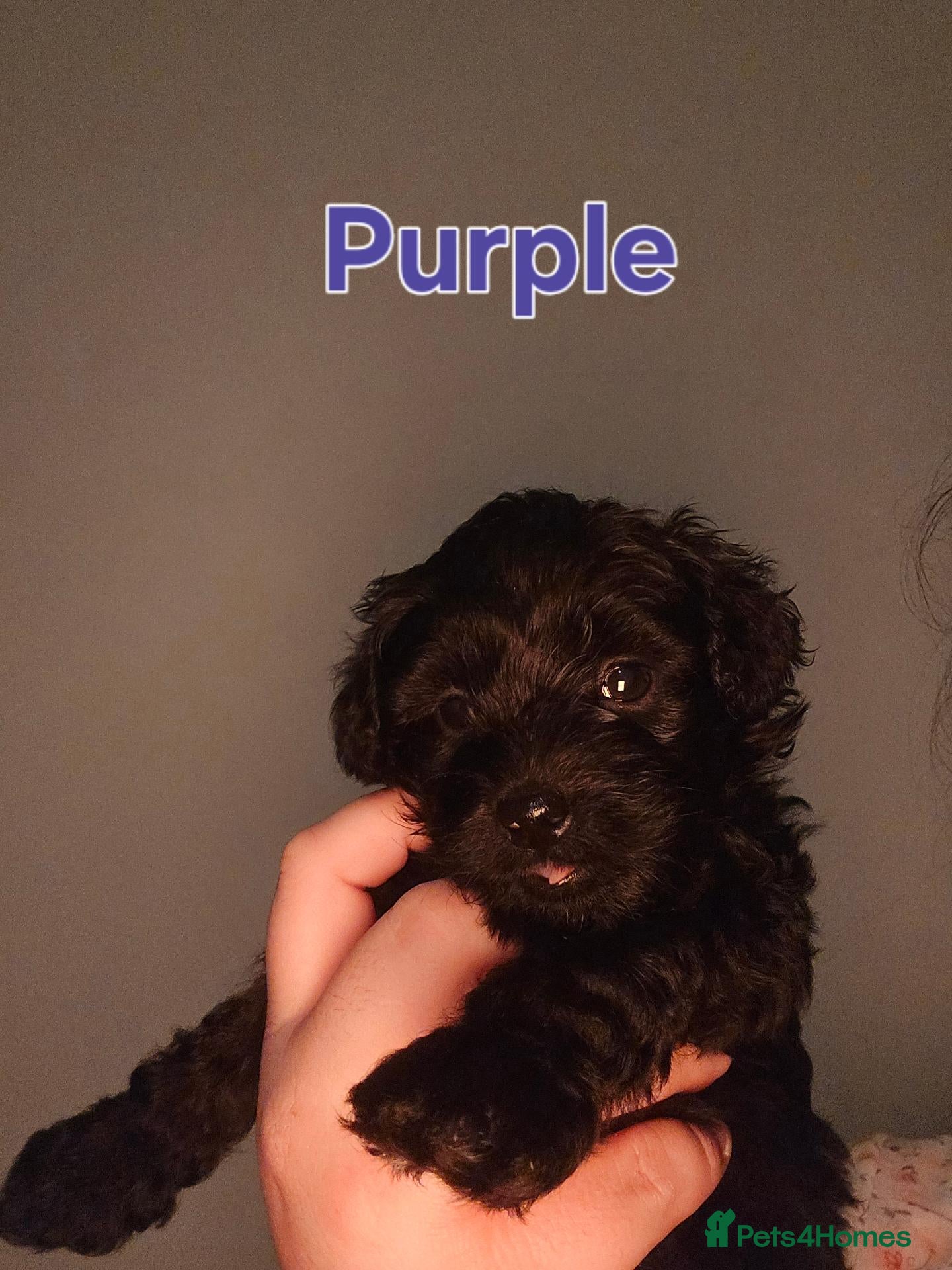 Shihpoo dogs 💕 One Beautiful Girl Left-F1B Shihpoo Puppies 💕 - Advert 2