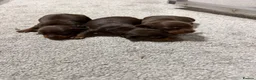 Miniature Dachshund dogs for sale: Stunning chocolate and tan puppies 🐾 - Advert 2