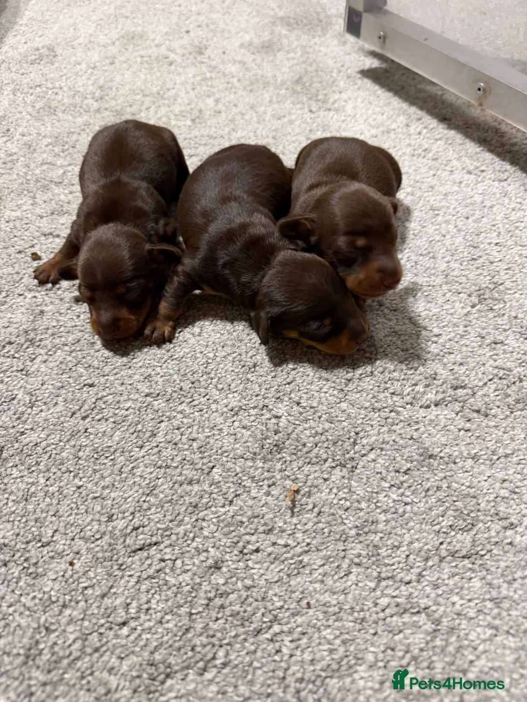 Miniature Dachshund dogs for sale: Stunning chocolate and tan puppies 🐾 - Advert 2