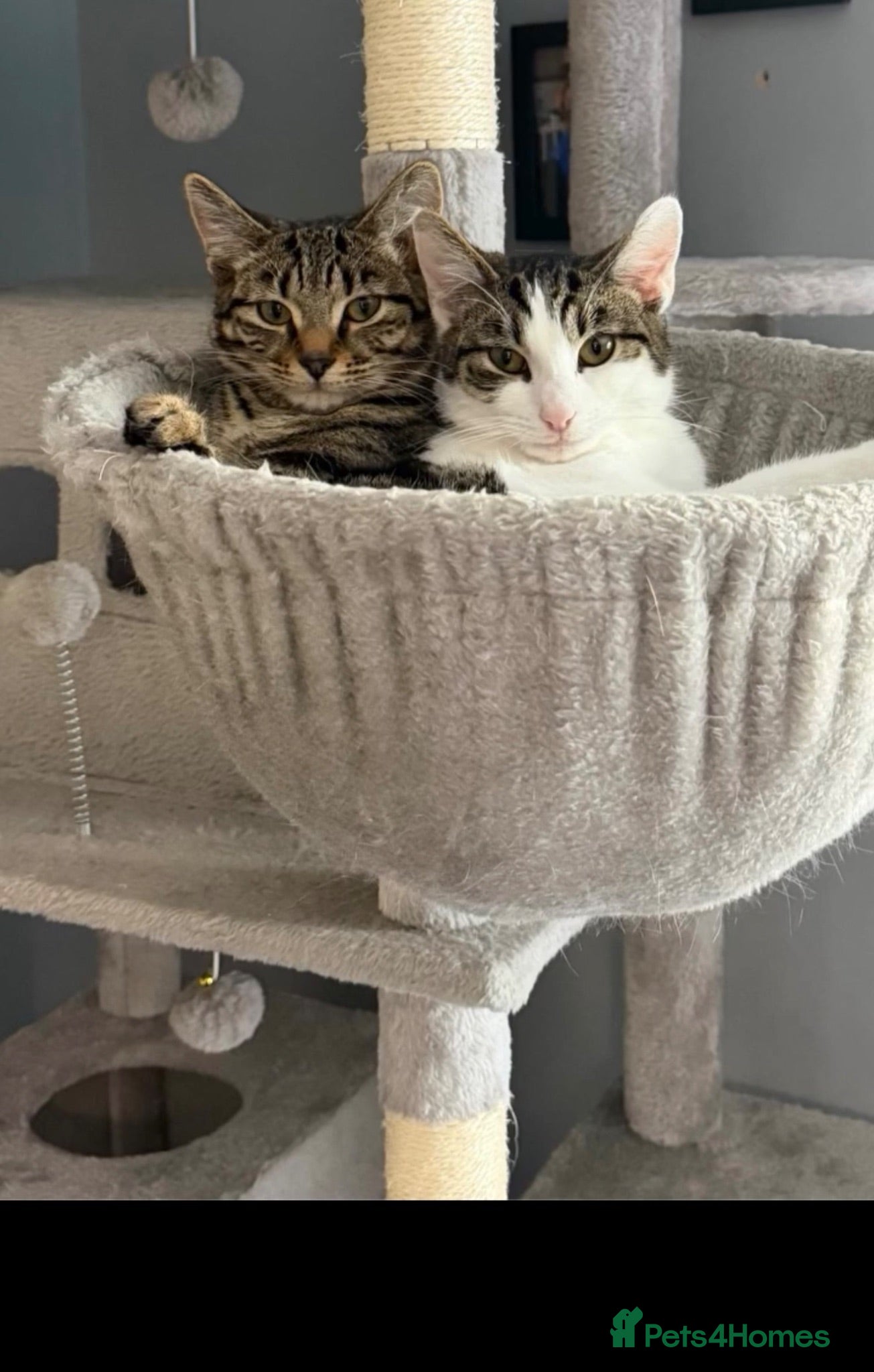 Mixed Breed cats 2 sisters looking for new home  - Advert 1