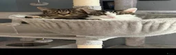 Mixed Breed cats for sale: 2 sisters looking for new home  - Advert 1