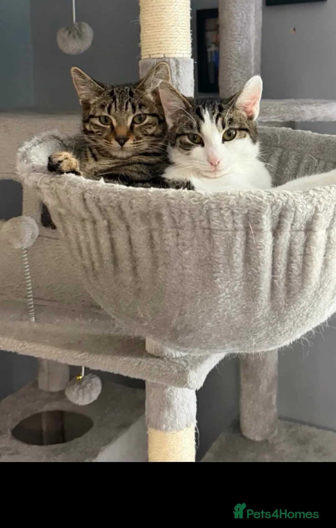 Mixed Breed cats for sale: 2 sisters looking for new home  - Advert 1