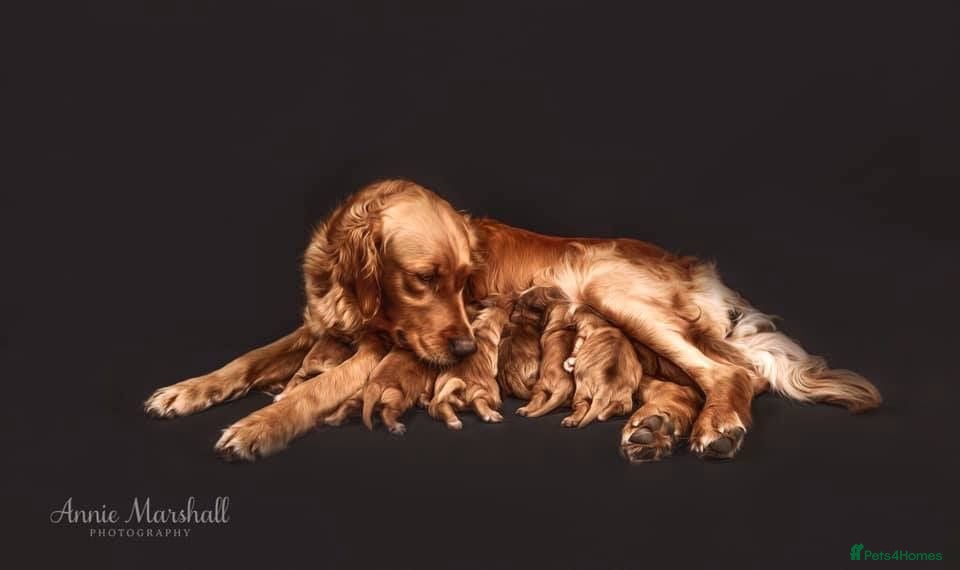 Mini Goldendoodle dogs F1 pups by POLICE dog trainer & Licensed Breeder - Advert 16