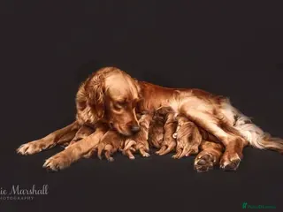 Mini Goldendoodle dogs F1 pups by POLICE dog trainer & Licensed Breeder - Advert 16