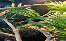 Rat Snake reptiles for sale: Stunning male rhino ratsnake  - Image 9