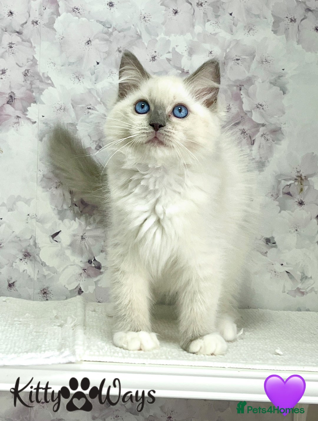 Ragdoll cats for sale: 🐾🩷*TICA REG* EU RAGDOLL KITTENS🌟 DNA CLEAR 🩵🐾 - Image 17