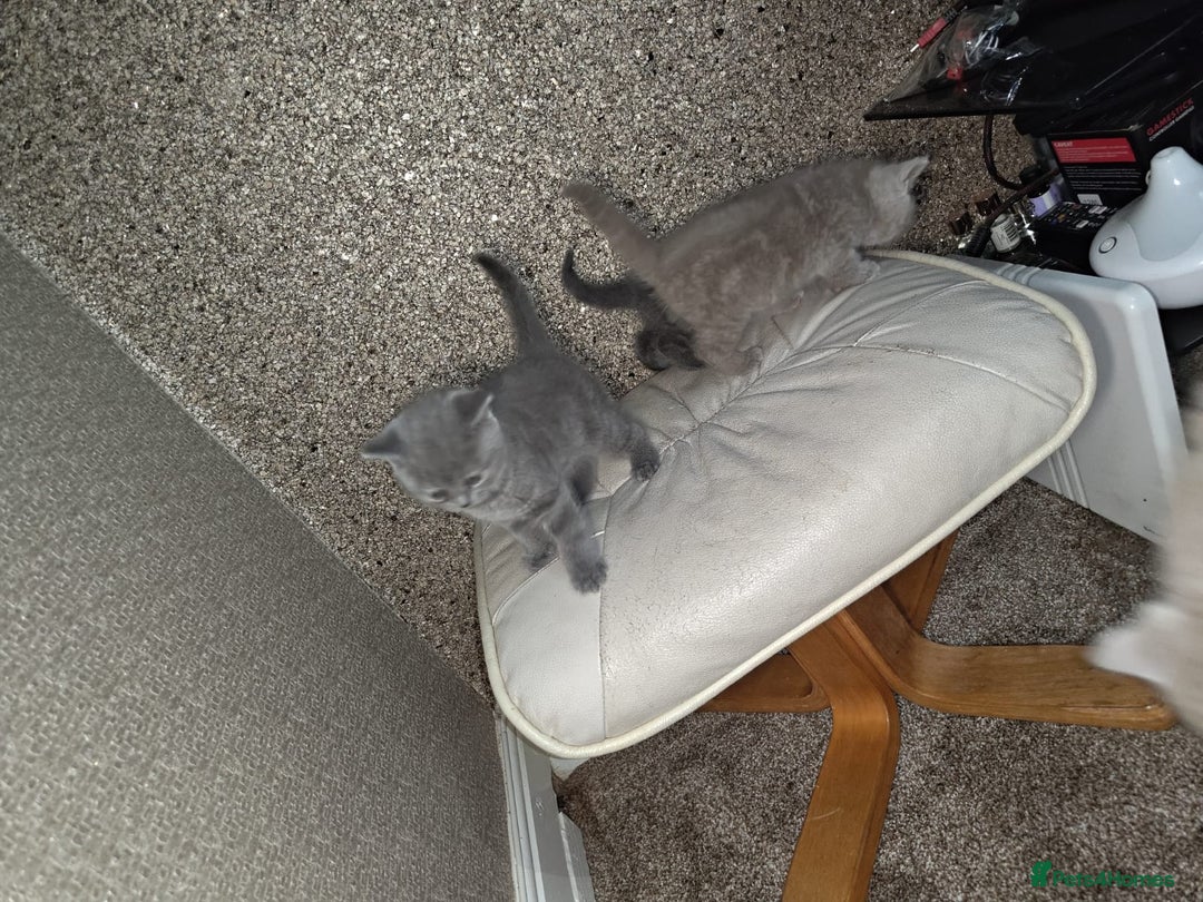 British Shorthair cats for sale: British Shorthair kitten  - Image 8