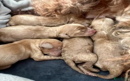 Cockapoo dogs for sale: Beautiful cockerpoo puppies  - Image 17