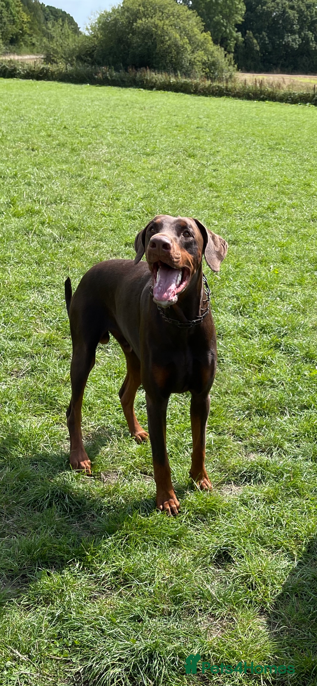 Dobermann dogs for sale: 4 year old Doberman - Advert 1
