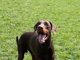 Dobermann dogs 4 year old Doberman - Advert 3