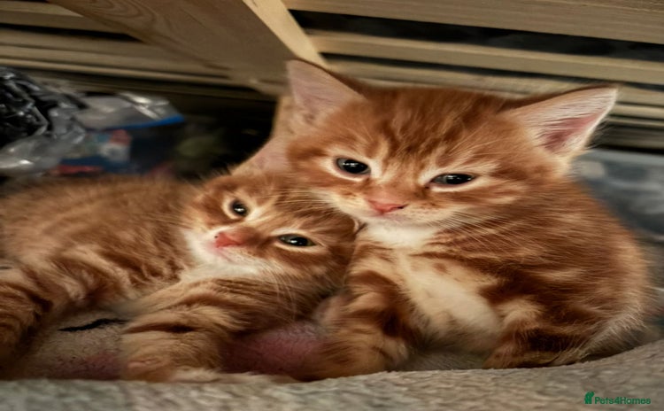 Mixed Breed cats - Advert 2