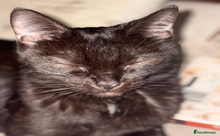 Mixed Breed cats - Advert 2