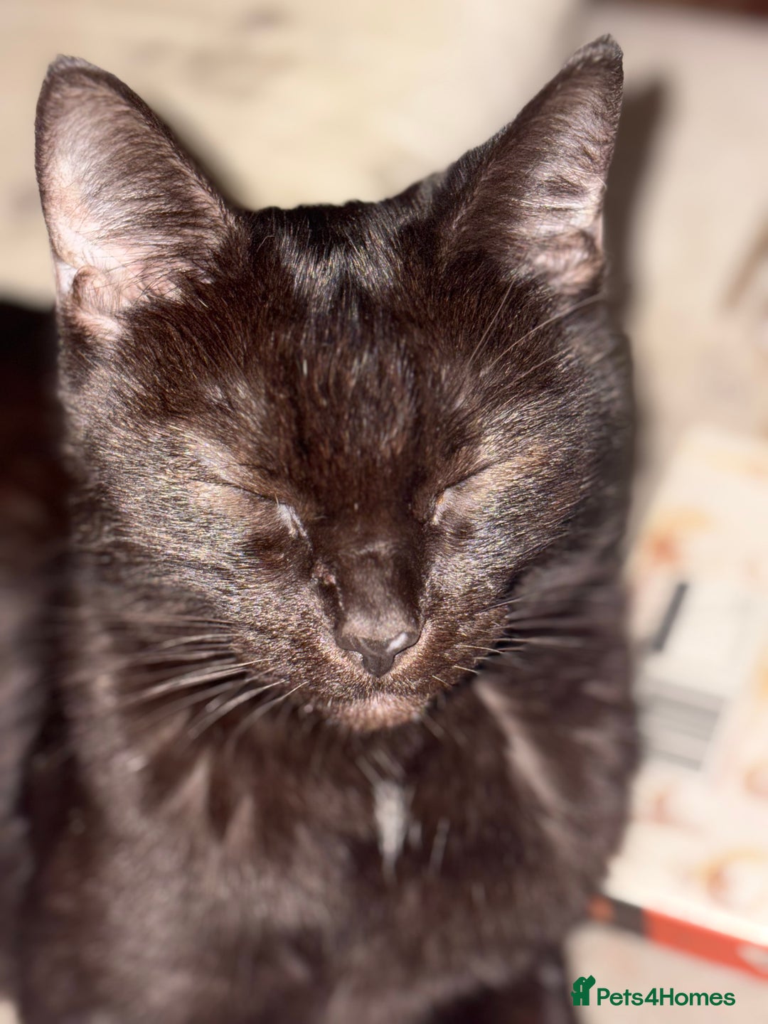 Mixed Breed cats for sale: Mixed Russian Blue, Ragdoll and Tabby  - Image 1