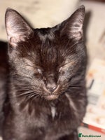 Mixed Breed cats - Advert 12