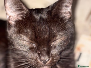 Mixed Breed cats - Advert 30