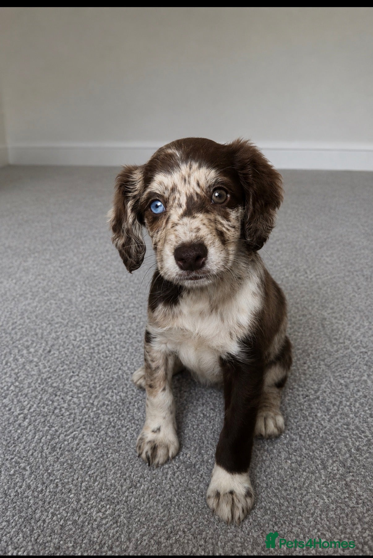 Sprocker dogs Puppy for rehoming - Advert 1