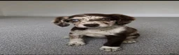 Sprocker dogs for sale: Puppy for rehoming - Advert 1