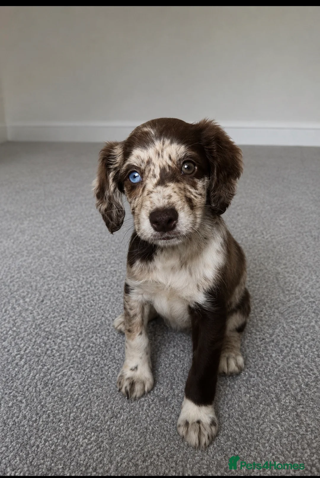 Sprocker dogs for sale: Puppy for rehoming - Advert 1