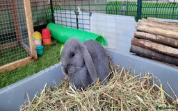 Mini Lop rabbits for sale: Beautiful Mini Lops - READY TO LEAVE  - Image 12