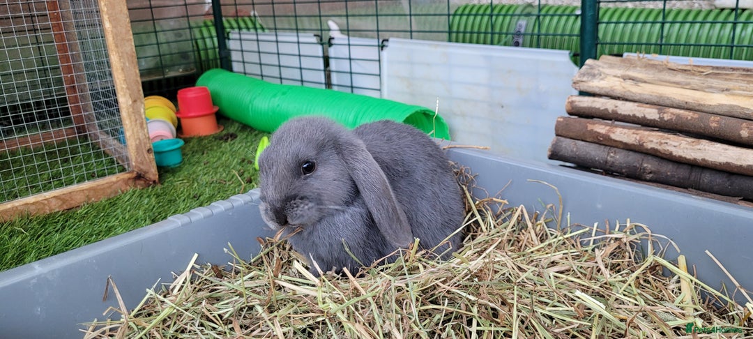 Mini Lop rabbits for sale: Beautiful Mini Lops - READY TO LEAVE  - Image 12