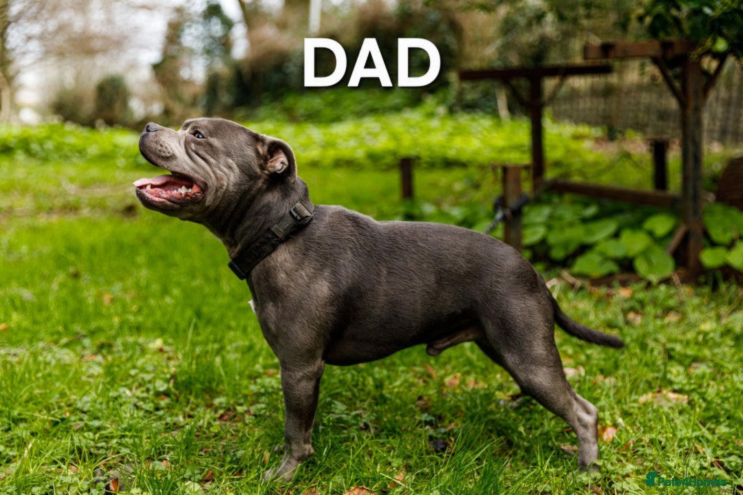 Staffordshire Bull Terrier dogs for sale: Exceptional Staffy Bull Terriers– Valglo Bloodline - Advert 14