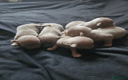 Chihuahua dogs for sale: Kc lilac small chihuahua  - Image 3