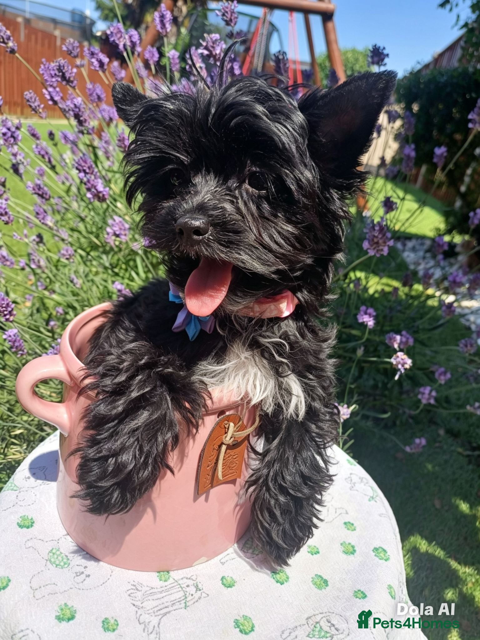 Yorkshire Terrier dogs LAST GIRL! Mini Black Yorkshire Terrier 🐶  - Advert 6