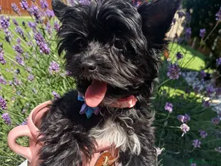 Yorkshire Terrier dogs LAST GIRL! Mini Black Yorkshire Terrier 🐶 - Advert 1