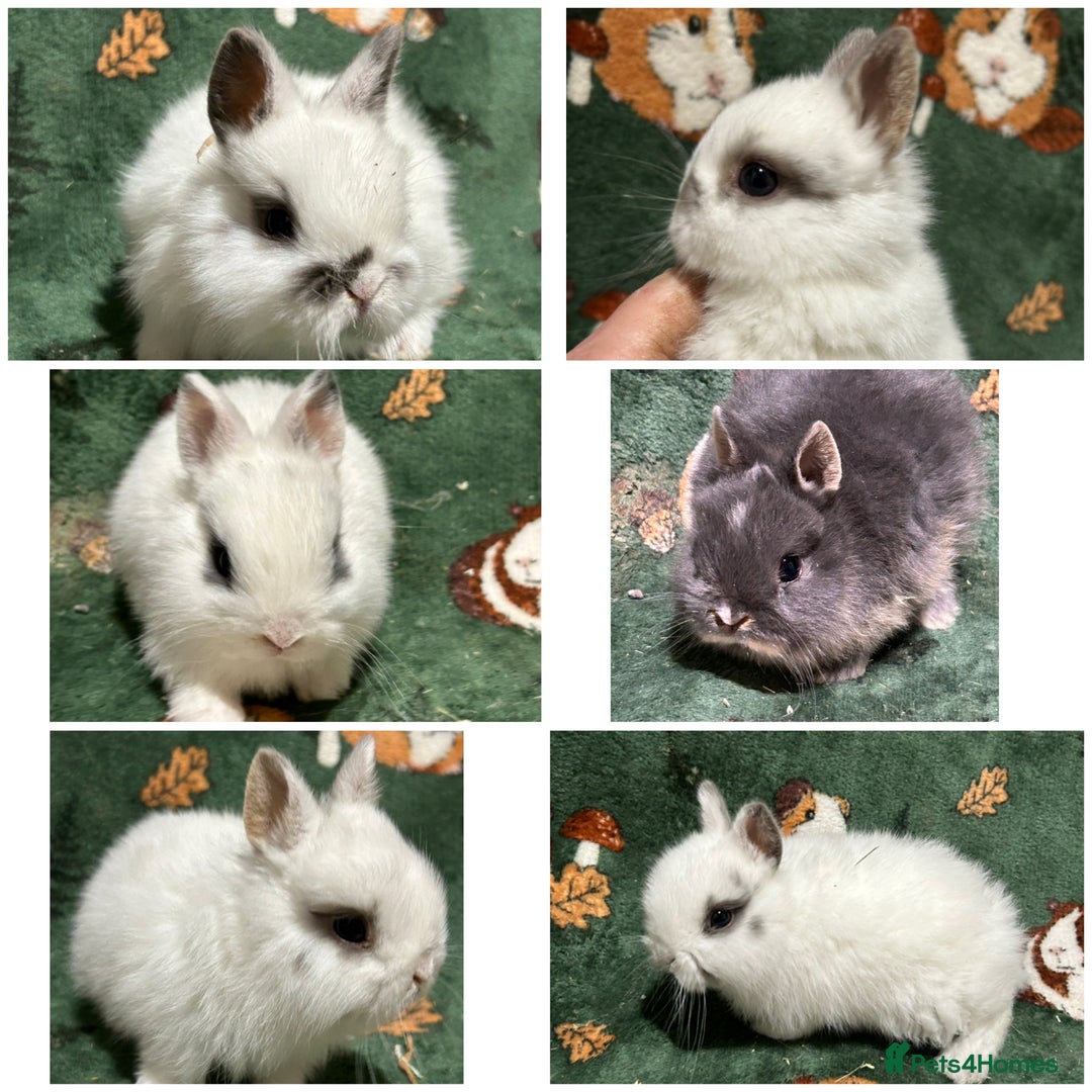 Netherland Dwarf rabbits for sale: Baby Netherlands Dwarf Bunnies  - Advert 1