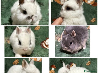 Netherland Dwarf rabbits Baby Netherlands Dwarf Bunnies - Advert 1