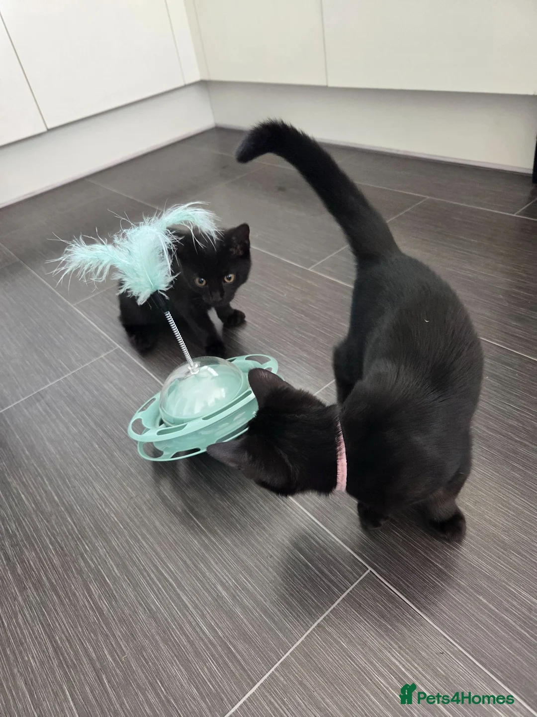 Mixed Breed cats for sale: Two female black kittens for sale in Littlehampton - Advert 2